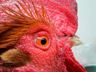 close up bill ,beak ,eye and face of rooster, rooster head close up