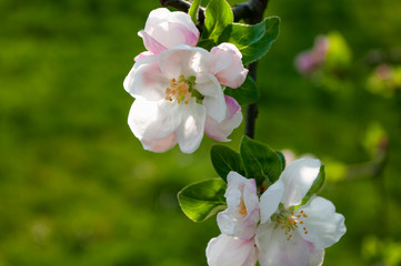 spring flower apple blossoms ,green background, close up,