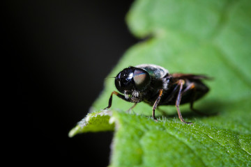Macrophotographie, Insecte posé sur une feuille