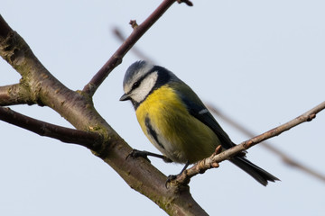 Eurasian blue tit (Cyanistes caeruleus) perched on branch