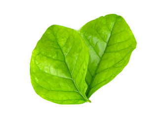 Obraz premium leaf jasmine isolated on white background ,Green leaves pattern