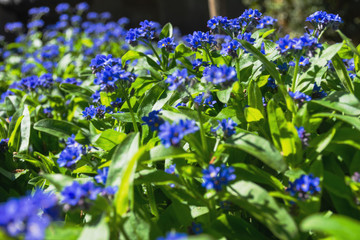 Gentiana cruciata (Latin Gentiana cruciata). Garden decorative flower. Blue spring flowers