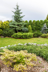 Landscaping conifers. Mix. Green fence
