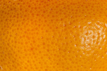 Grapefruit peel macro close up
