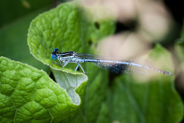 Macrophotographie, Insecte posé sur une feuille