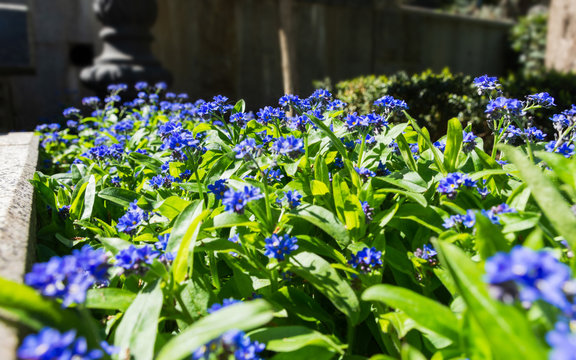 Gentiana cruciata (Latin Gentiana cruciata). Garden decorative flower. Blue spring flowers
