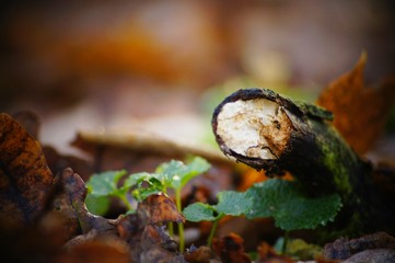 A lonely branch in the middle of the forest on the ground with autumn leaves.