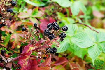 BlackBerry berries on a branch close-up. A BlackBerry Bush. Blackberries in the summer garden. Healthy food for vegans.