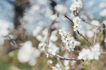 trees, canyons, flower, bloom, nature, branch, winter, cherry, white, sky, plant, blues, season, flower, beuty, cold, flower, bloom, blooming, ice, beautiful, glazed, spring, summer, forest sad apple 