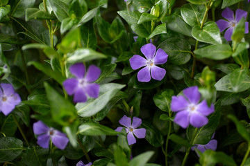 Green plant and purple vinca flower. Precious and resistant evergreen shrub.