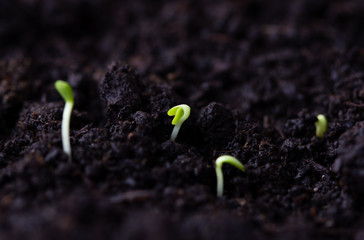 Microgreen. A small green macro sprout. Micro greenery growing close-up. Spring symbol, concept of a new life.