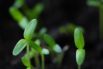 Microgreen. A small green macro sprout. Micro greenery growing close-up. Spring symbol, concept of a new life.