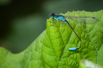 Macrophotographie, Insecte posé sur une feuille