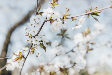 trees, canyons, flower, bloom, nature, branch, winter, cherry, white, sky, plant, blues, season, flower, beuty, cold, flower, bloom, blooming, ice, beautiful, glazed, spring, summer, forest sad apple 