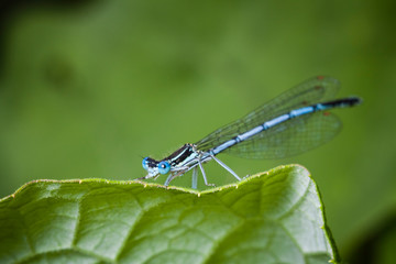 Macrophotographie, Insecte pos&eacute; sur une feuille