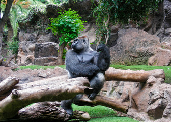 Goryl w zoo