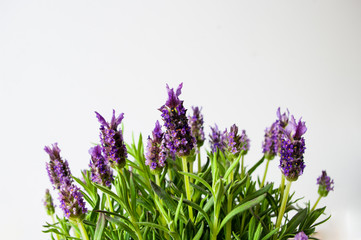 Lavender flowers plant, bush, blooming, violet, copy space for text.