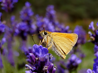 żółty motyl na fioletowym kwiatku