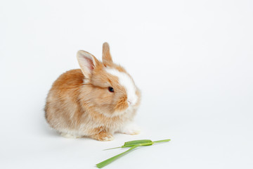 cute little Easter Bunny eating grass isolated on white background