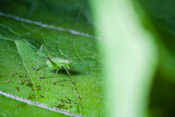 Macrophotographie, Insecte posé sur une feuille