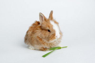 cute little Easter Bunny eating grass isolated on white background