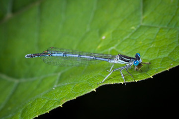 Macrophotographie, Insecte posé sur une feuille