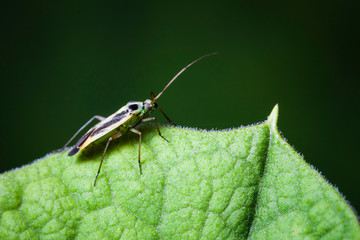 Macrophotographie, Insecte posé sur une feuille