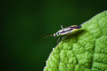 Macrophotographie, Insecte posé sur une feuille