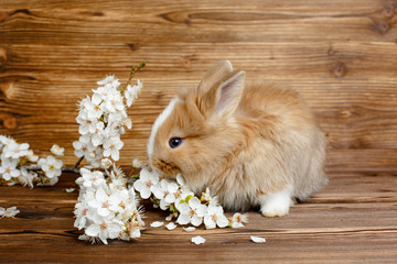 Obraz premium Easter Bunny on a wooden table with a sprig of spring flowers
