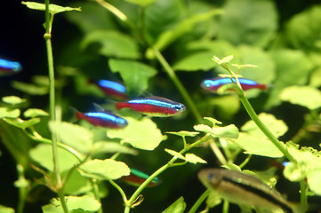 水草の間を泳ぐカラフルで派手な魚　カージナルテトラ