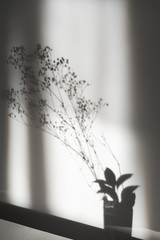 gypsophila branch stands in a glass of water and casting a shadow on the wall from the sun