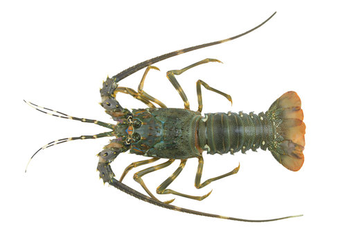 Fresh spiny lobster isolated on white background, Palinurus vulgaris