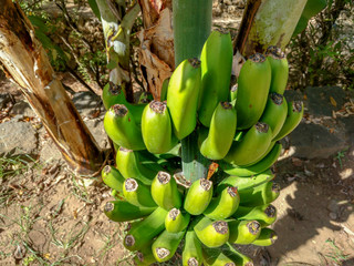 Banany, Wyspy Kanaryjskie, Hiszpania