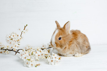 Easter Bunny on a light wooden table with a sprig of spring flowers white background