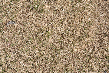 natural background texture of last year's grass