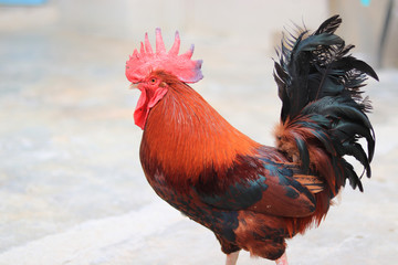 Close up of a Beautiful male Rooster, chicken cock, Beautiful Rooster standing