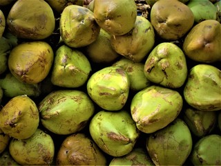 Awesome greenish brown bunch of raw coconut filled with sweet healthy water 