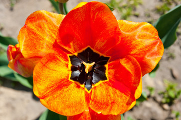 Close-up shot of a tulip with red-yellow petals. Background for flowers, spring flowering and floriculture.