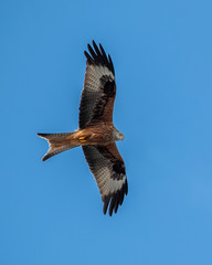 Milan eagle flying in the air looking for prey 1