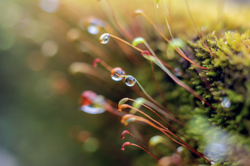 close up of moss seeds and water drops