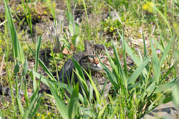 春の野原の猫ちゃん
