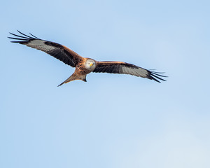 Milan eagle flying in the air looking directly at camera 1