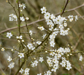Hawthorn blossom in spring, Cornwall, UK