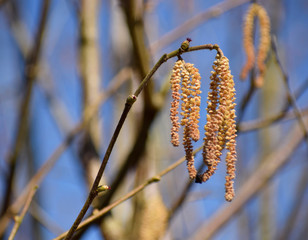 Drooping catkin in spring, Cornwall, UK