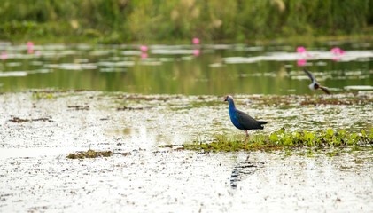 Birds living in the waterfront