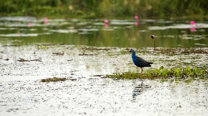 Birds living in the waterfront