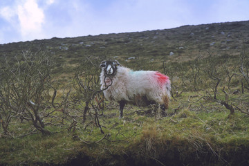 Wiosna w Irlandii © Lucas Chmielewski