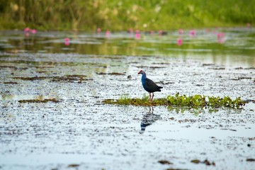 Birds living in the waterfront