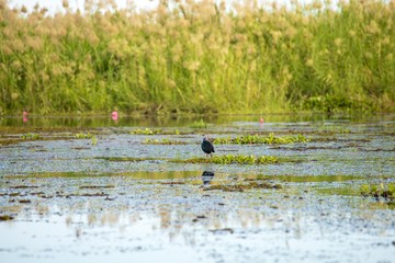 Birds living in the waterfront