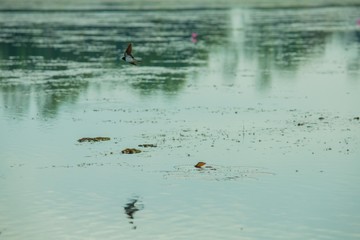 Birds living in the waterfront
